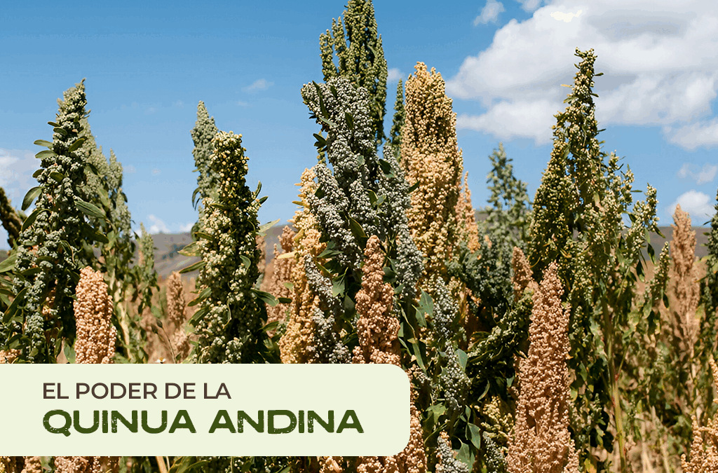 Quinua andina: Historia, nutrición y su impacto global