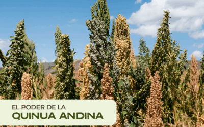 Quinua andina: Historia, nutrición y su impacto global