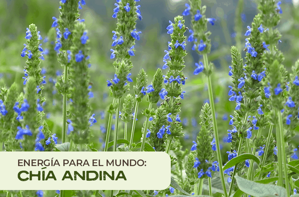 Chía Negra: Energía Natural y Salud desde los Andes Peruanos