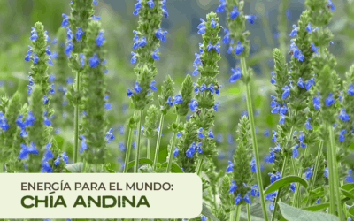 Chía Negra: Energía Natural y Salud desde los Andes Peruanos