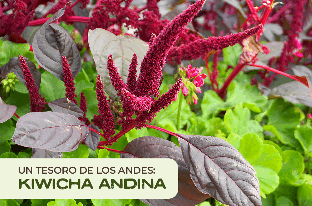 Kiwicha Andina: El Tesoro Nutricional de los Andes Peruanos