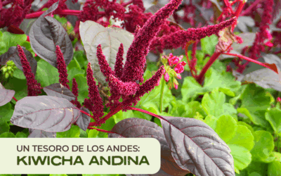 Kiwicha Andina: El Tesoro Nutricional de los Andes Peruanos